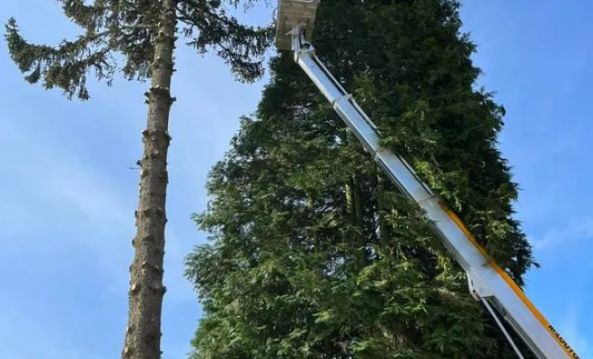 Travaux d'élagage, Tignieu-Jameyzieu, ENTREPRISE Thomas SARL